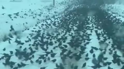 5G Birds ! **1 min**