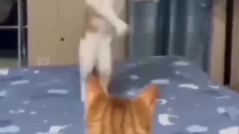 Cats can dance wonderfully