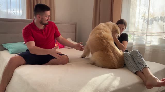 Golden Retriever Confused Who He Loves More