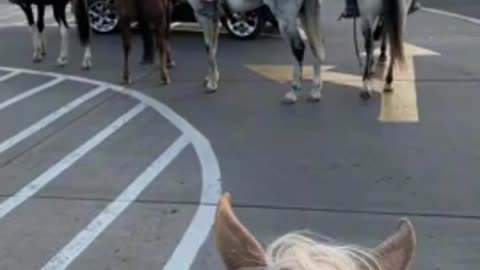 Horsesofdifferentcolor