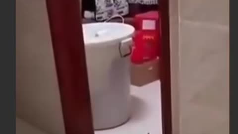 cat dance