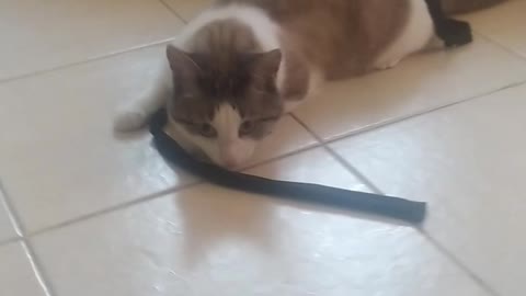 Cat playing for me)))