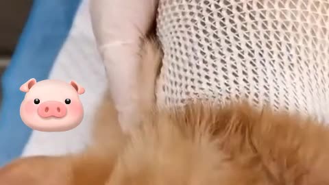 I thought you had no cat hair.