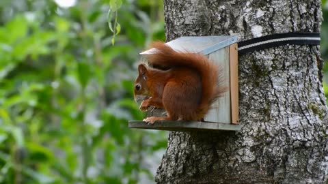 Nature and animal fun