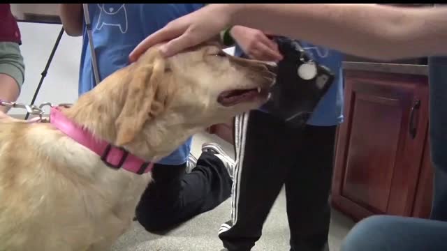 Special Education Students Bake Dog Treats For Shelter