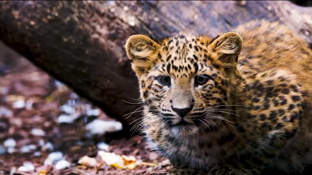 A baby leopard is sitting near a tree.