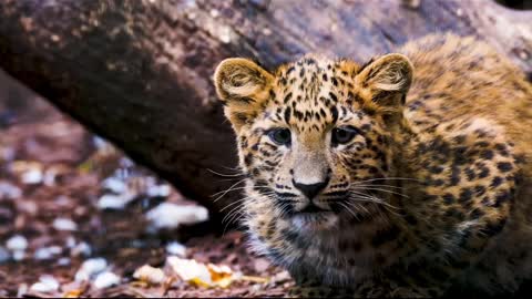 A baby leopard is sitting near a tree.