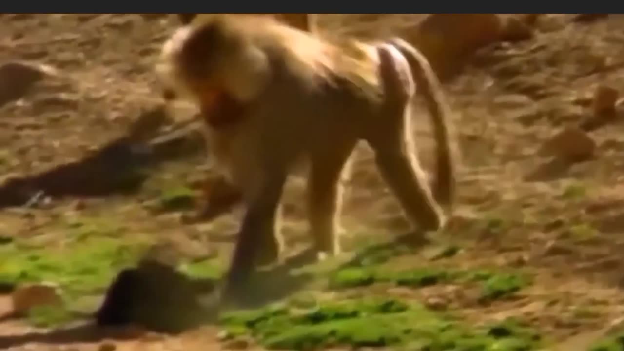 Monkey versus Dogs