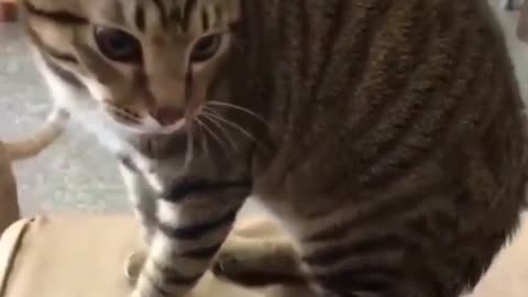 Funny animals video