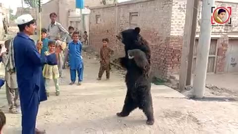 Bear show