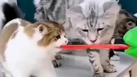 Cat funny video