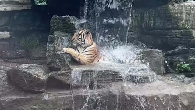 tigers