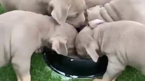 Have fun with your little pet dog.