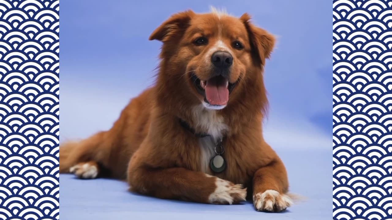 Dog song