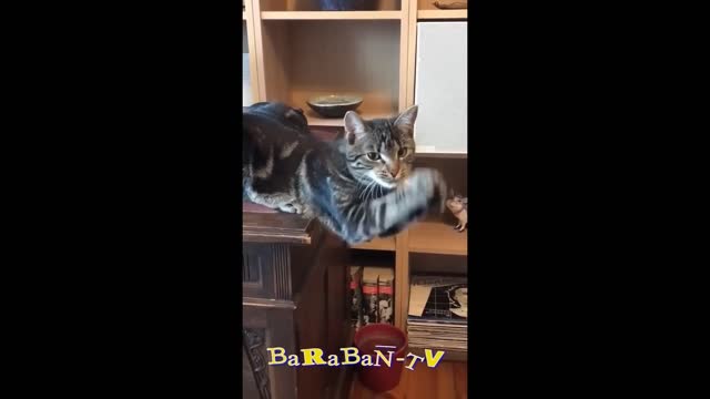 BEST FUNNIEST MOMENT CAT 😆😆😆