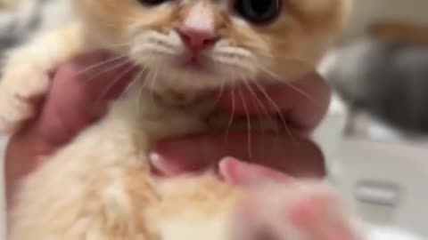 Cute kitten video