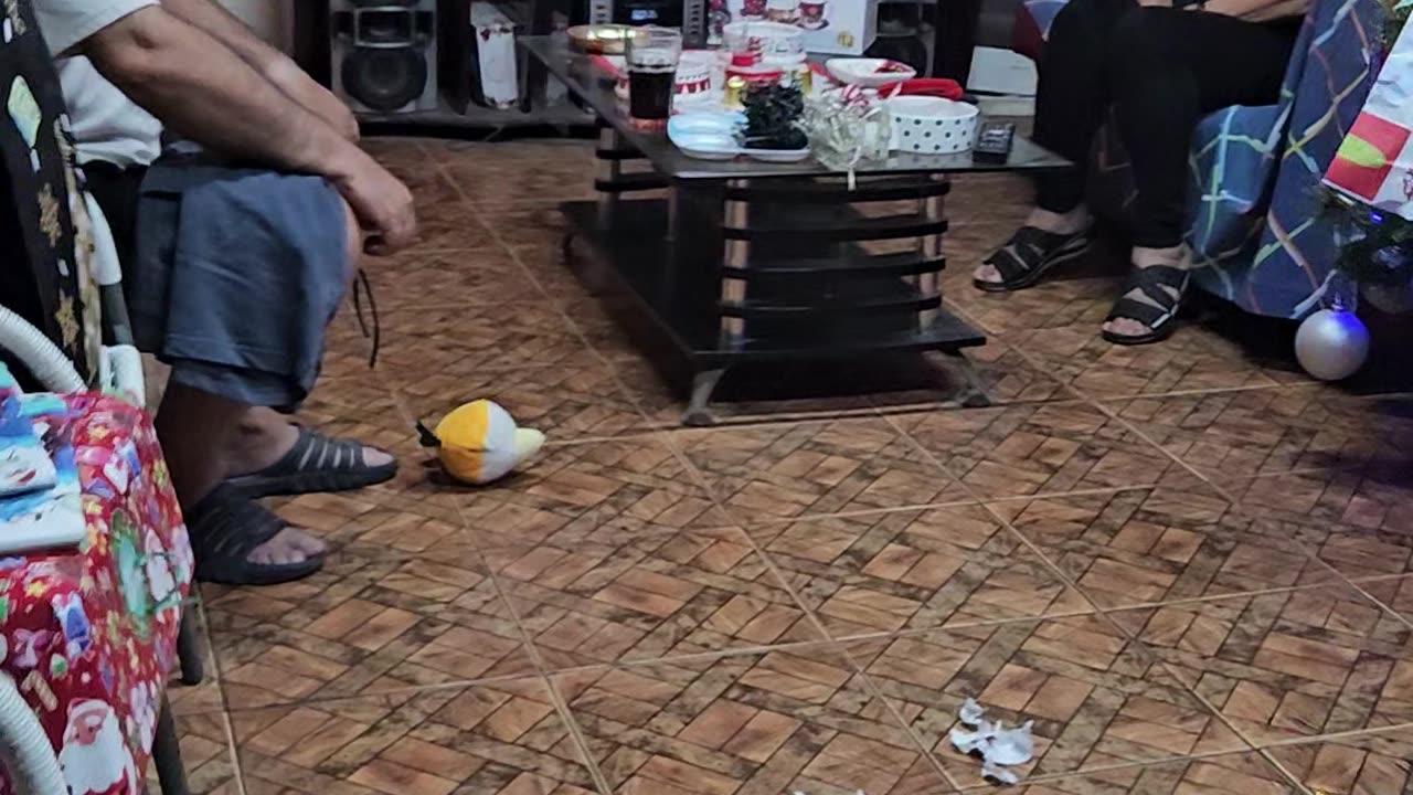 Dog Couldn't Wait For Presents