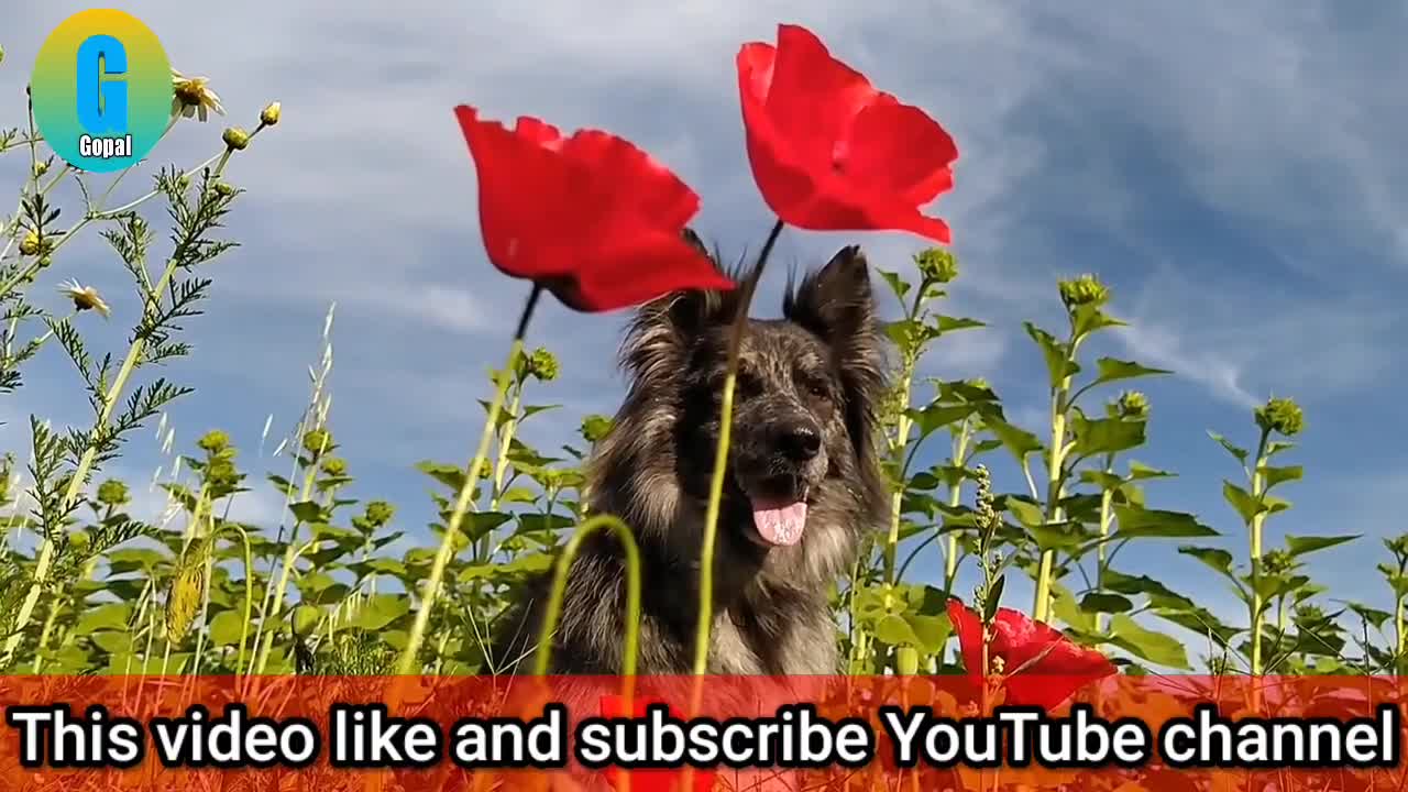 Funny video dog video funny video