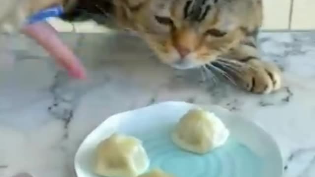 funny cute video| cat funny video | cat eating a food