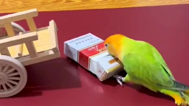 Smart parrot