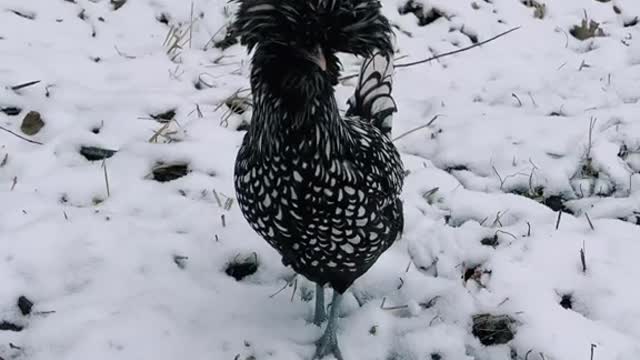 my ducks reacting to snow for the first time