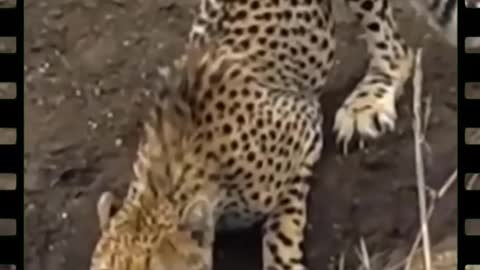 Croc VS Cheetah in the wild