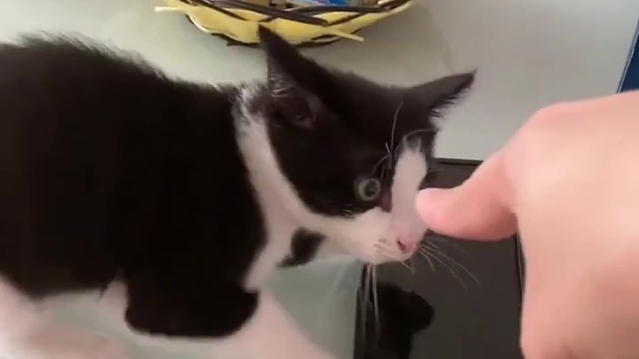 Funny Cats Video