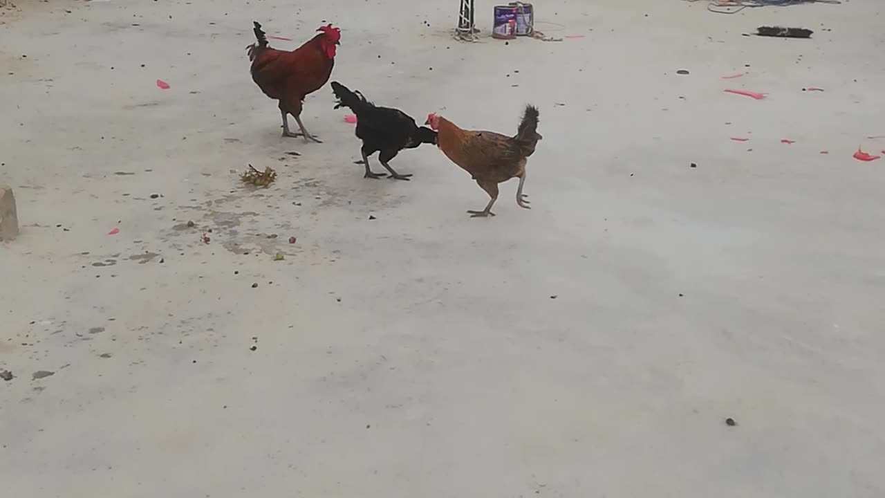 Hen and rooster