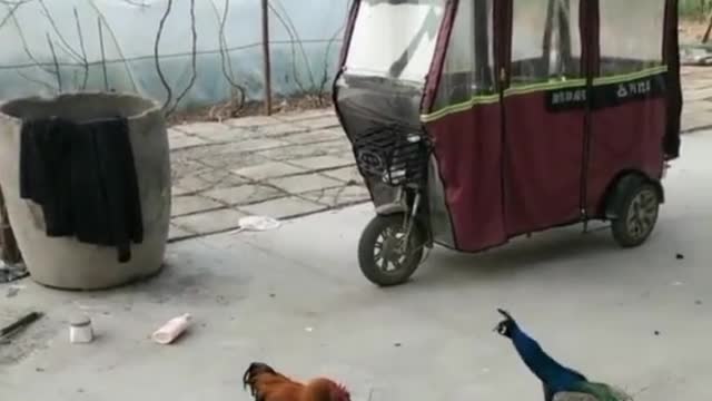 peacock vs rooster