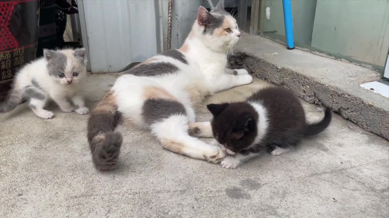 Cat Mom Helplessly Pets