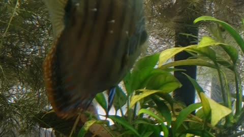 Discus spawn!