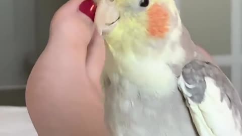 Animal funny videoio