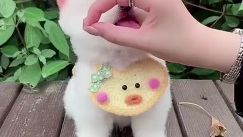 Funny Dogs