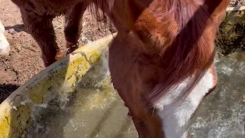 Horsing Around in the Water Trough