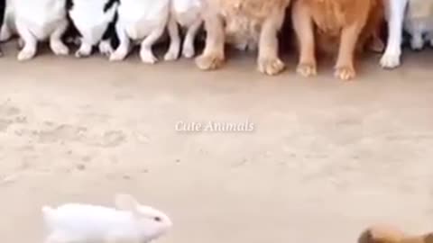 Cat walking