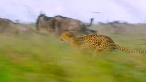 Tiger hunting