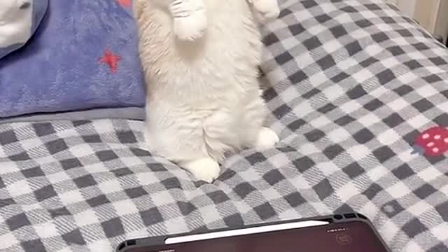 Best Funny Animal Videos 2022 😂 - Funniest Cats Dancing Action 😻