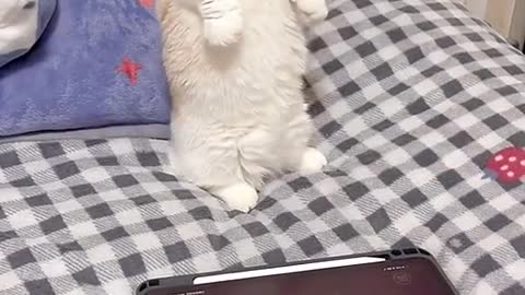 Best Funny Animal Videos 2022 😂 - Funniest Cats Dancing Action 😻