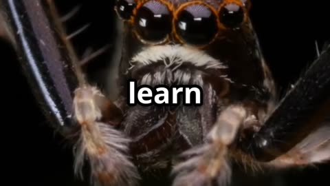 Jumping Spider's Dance: A Courtship Spectacle