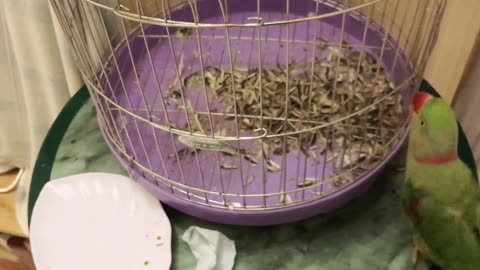 Parrot goes back into its cage