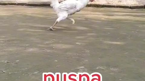 Pushpa hen