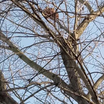 👀 something ain't right with these birds