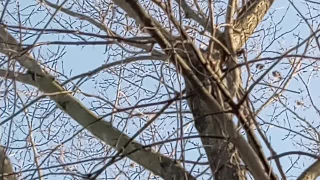 👀 something ain't right with these birds