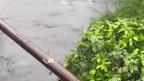 Baby lost in river by mistake of mother. Mumbai,