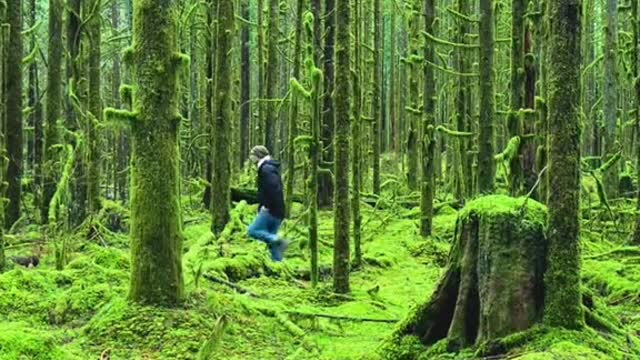 Follow me into the forest