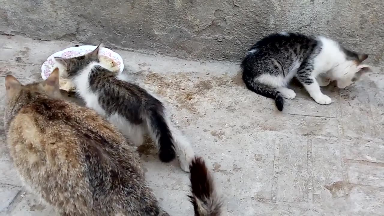 Cute kittens eating food.