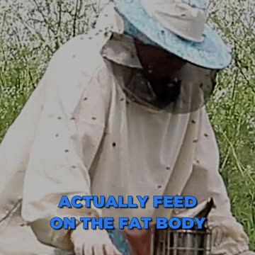 🐝 Mites' Deadly Impact On Honey Bees 🐝