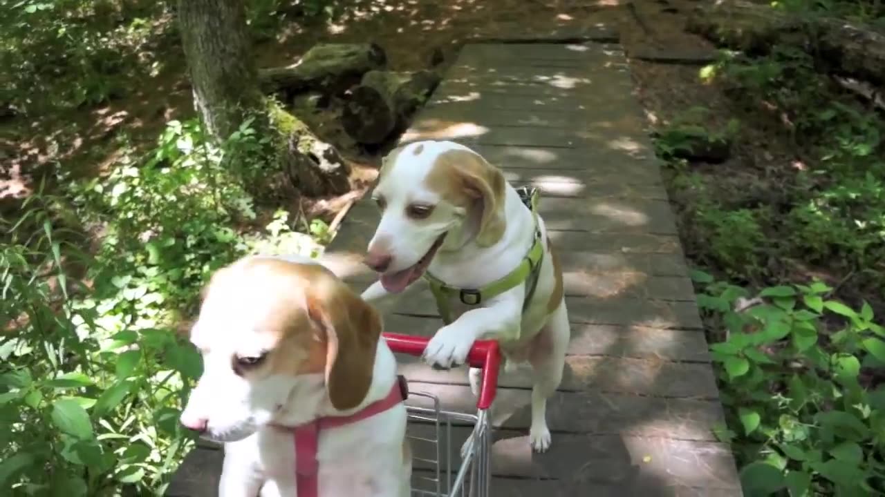 Dogs' Epic Shopping Cart Voyage: Funny Dogs Maymo & Penny