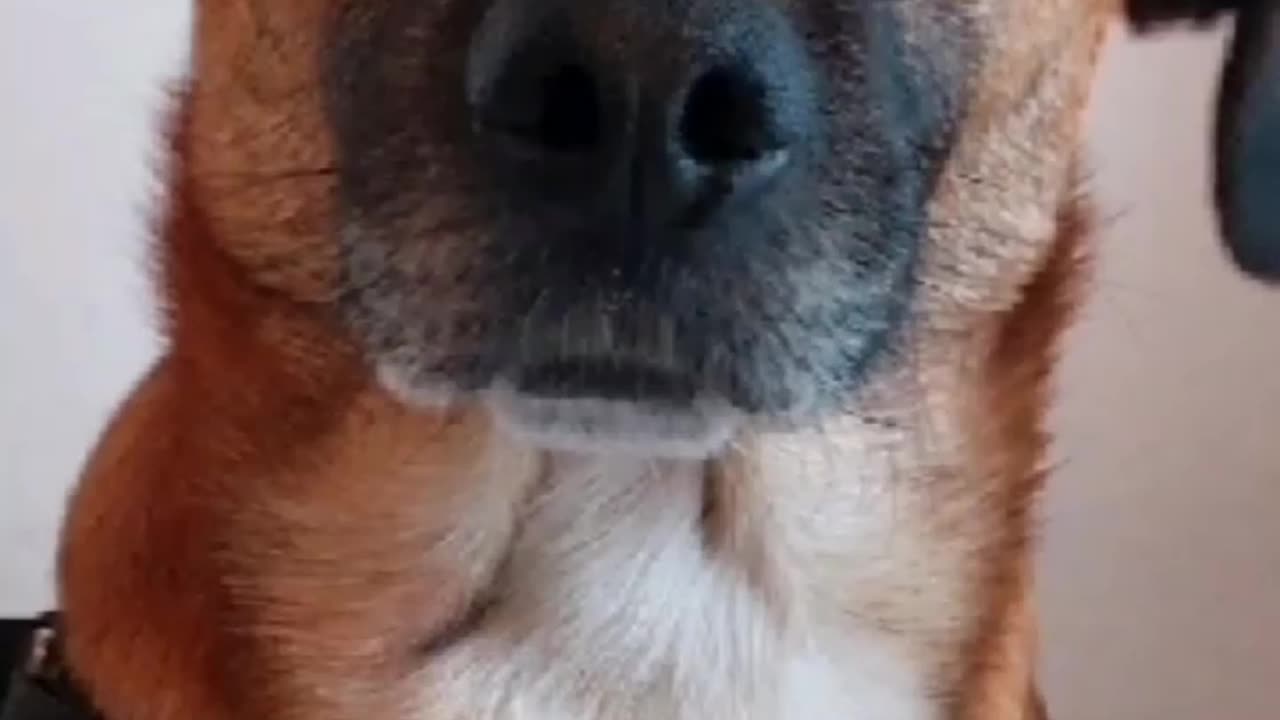 2023-07-20 - Truth Pups - NEWS Flash Update