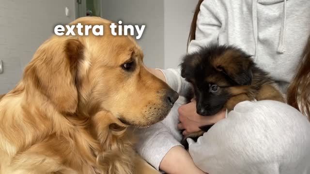 Golden Retriever Meets New Puppy Emotional Dog Reaction